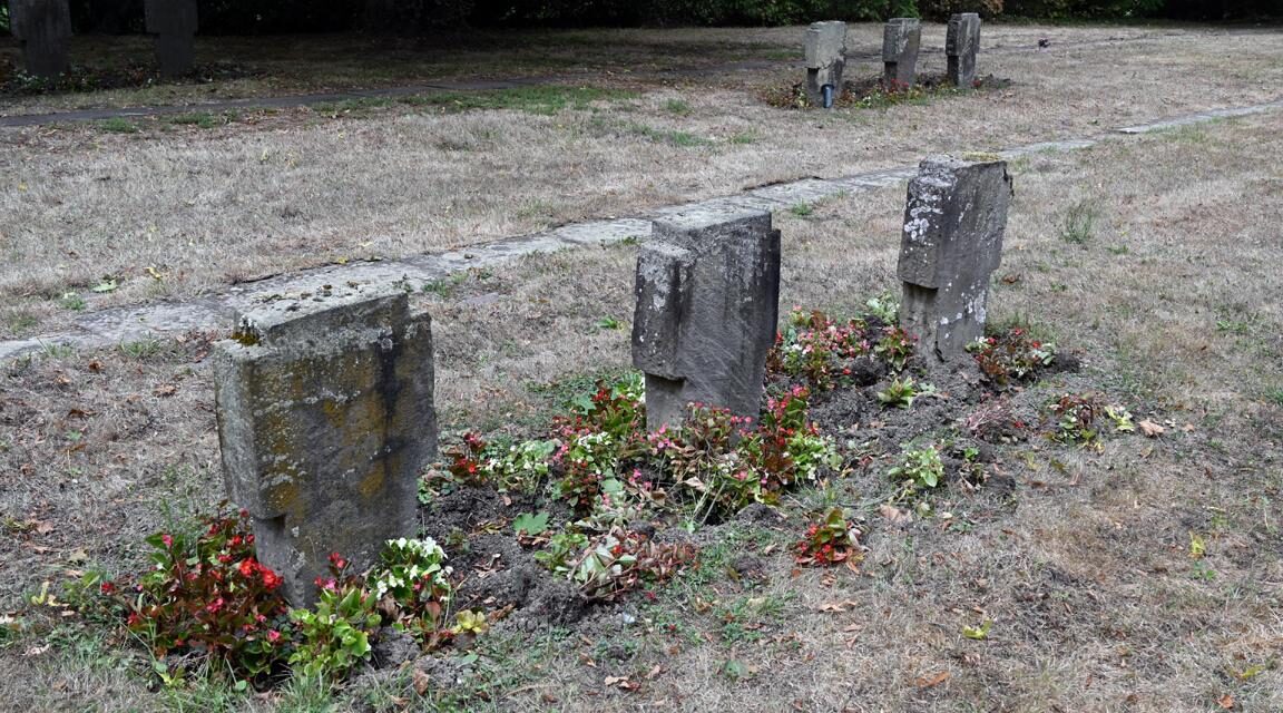 Stadt arbeitet an Lösung gegen Wildschweine auf dem Hauptfriedhof
