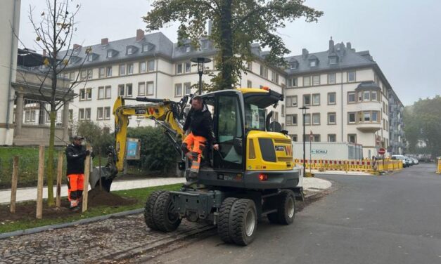 22 neue Bäume für die Südallee werden gepflanzt