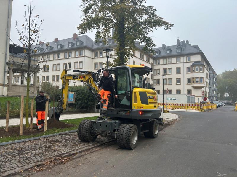 22 neue Bäume für die Südallee werden gepflanzt